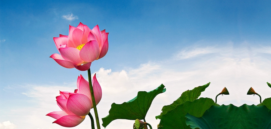 Những quy tắc và yếu tố trong kinh doanh dưới góc nhìn Đạo Phật
